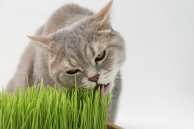 Photo of Cute cat eating fresh green grass on white background, closeup. Space for text