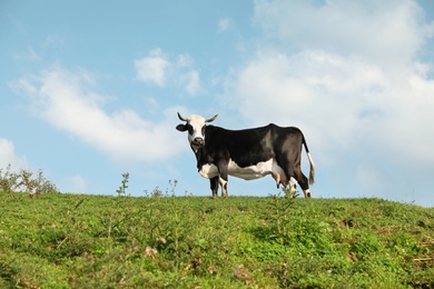 Photo of Black cow grazing on green pasture in summer