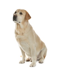 Yellow labrador retriever sitting on white background