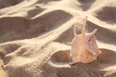 Sandy beach with beautiful seashell on sunny summer day. Space for text