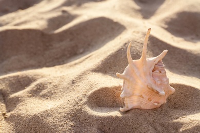 Photo of Sandy beach with beautiful seashell on sunny summer day. Space for text