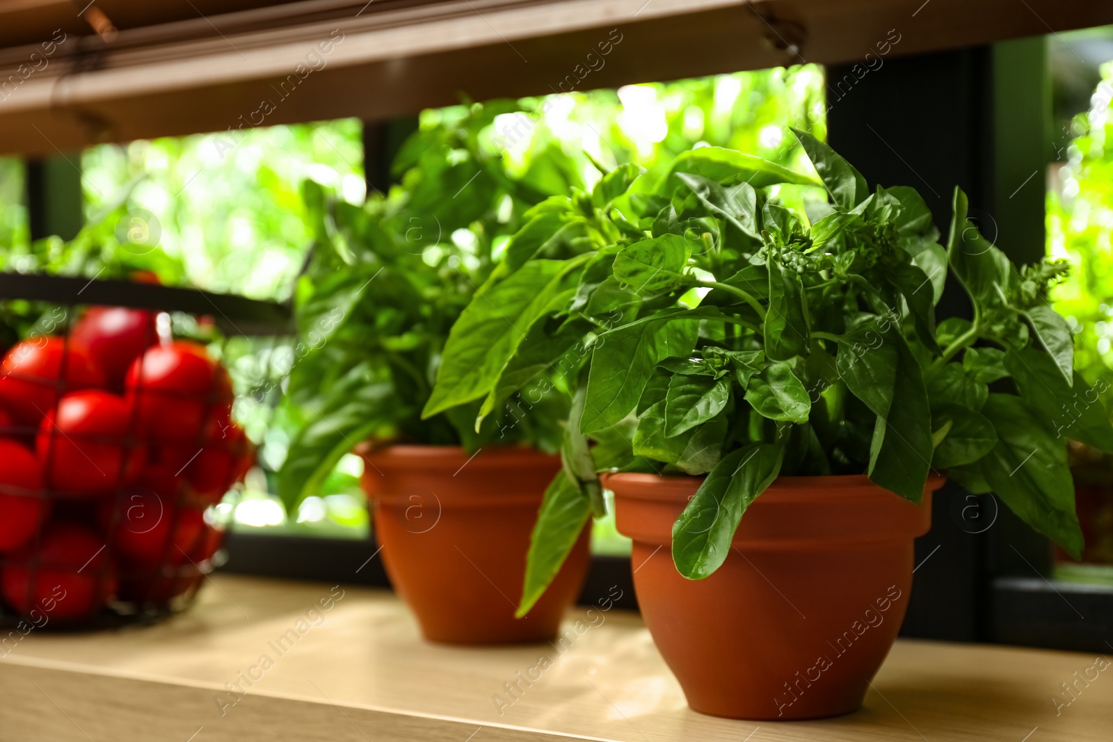 Photo of Green basil plant in pot on window sill indoors