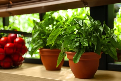 Photo of Green basil plant in pot on window sill indoors