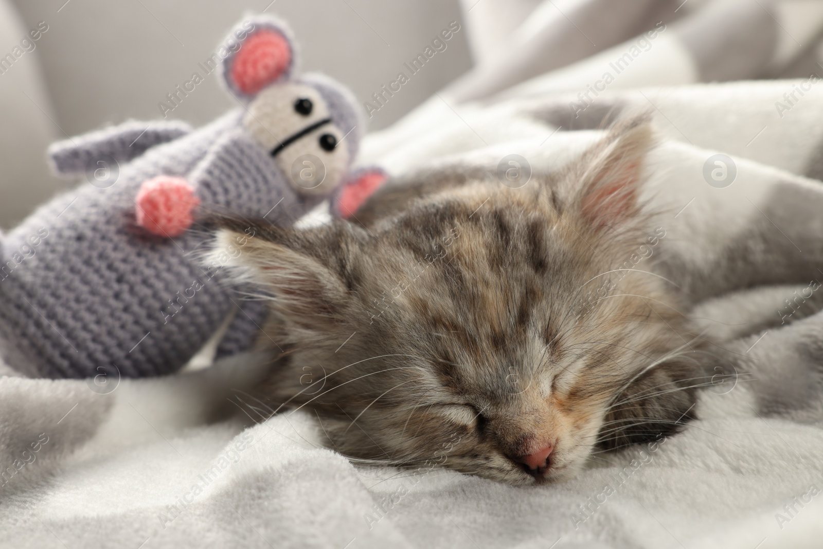 Photo of Cute kitten sleeping with toy in blanket