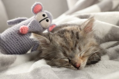 Cute kitten sleeping with toy in blanket