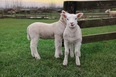 Photo of Cute lambs near wooden fence on green field