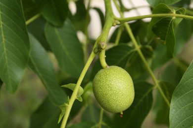 Photo of Green unripe walnut on tree branch outdoors, closeup