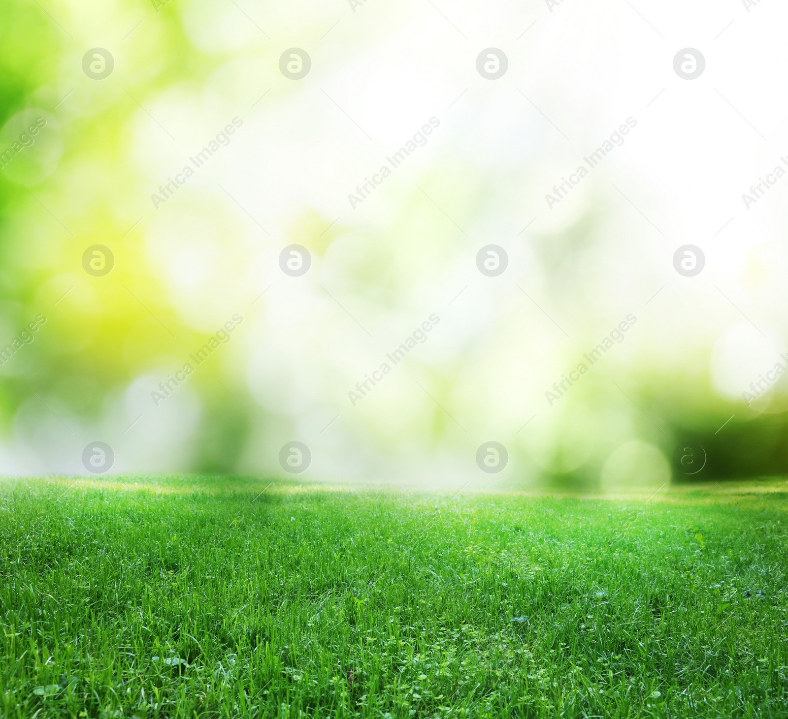 Image of Vibrant green grass outdoors on sunny day