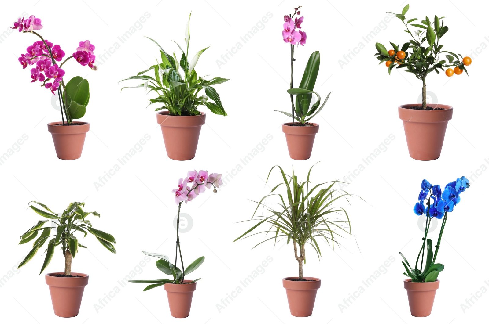 Image of Set of different houseplants in flower pots on white background