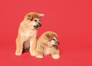Cute Akita Inu puppies on red background, space for text. Baby animals