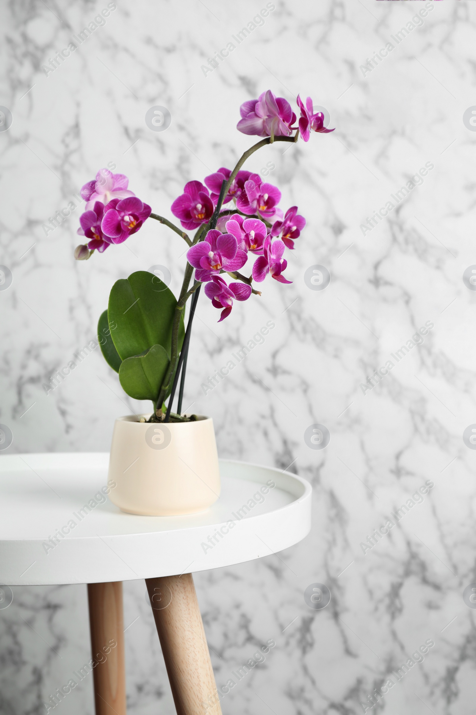 Photo of Beautiful tropical orchid flower on wooden table against grey and marble background