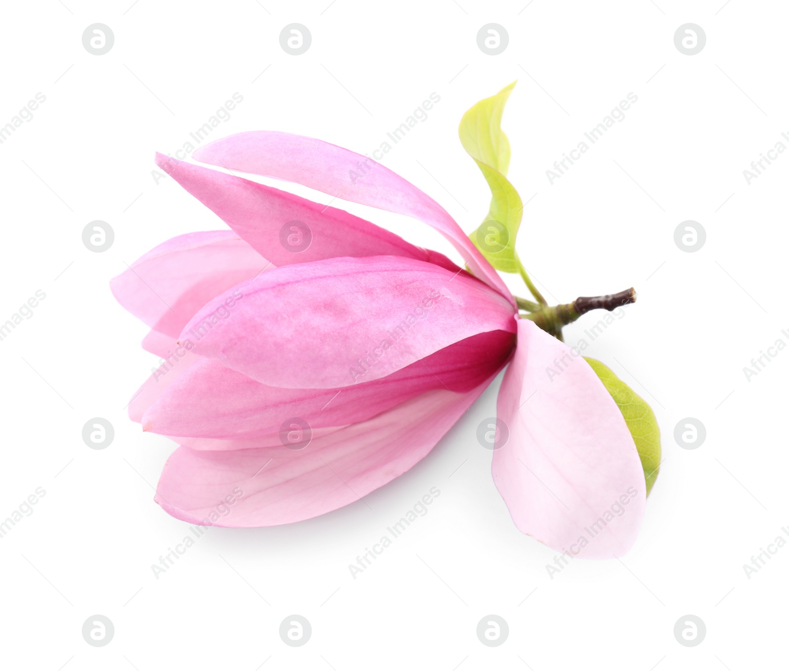 Photo of Beautiful pink magnolia flower isolated on white