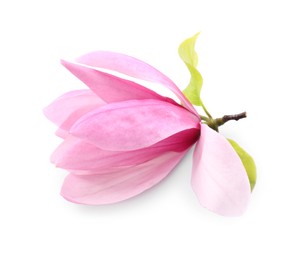 Beautiful pink magnolia flower isolated on white