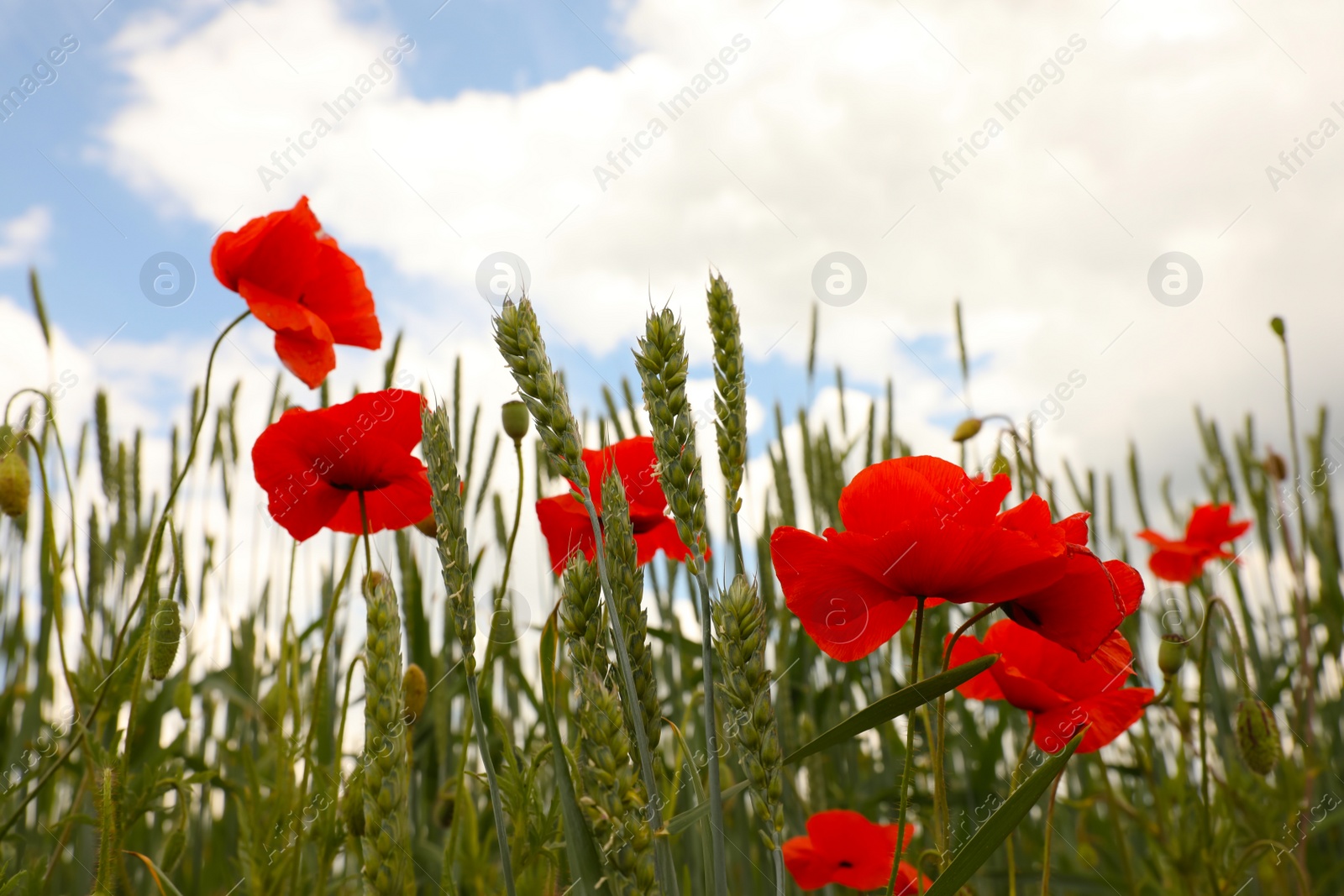 Photo of Beautiful red poppy flowers growing in field, closeup