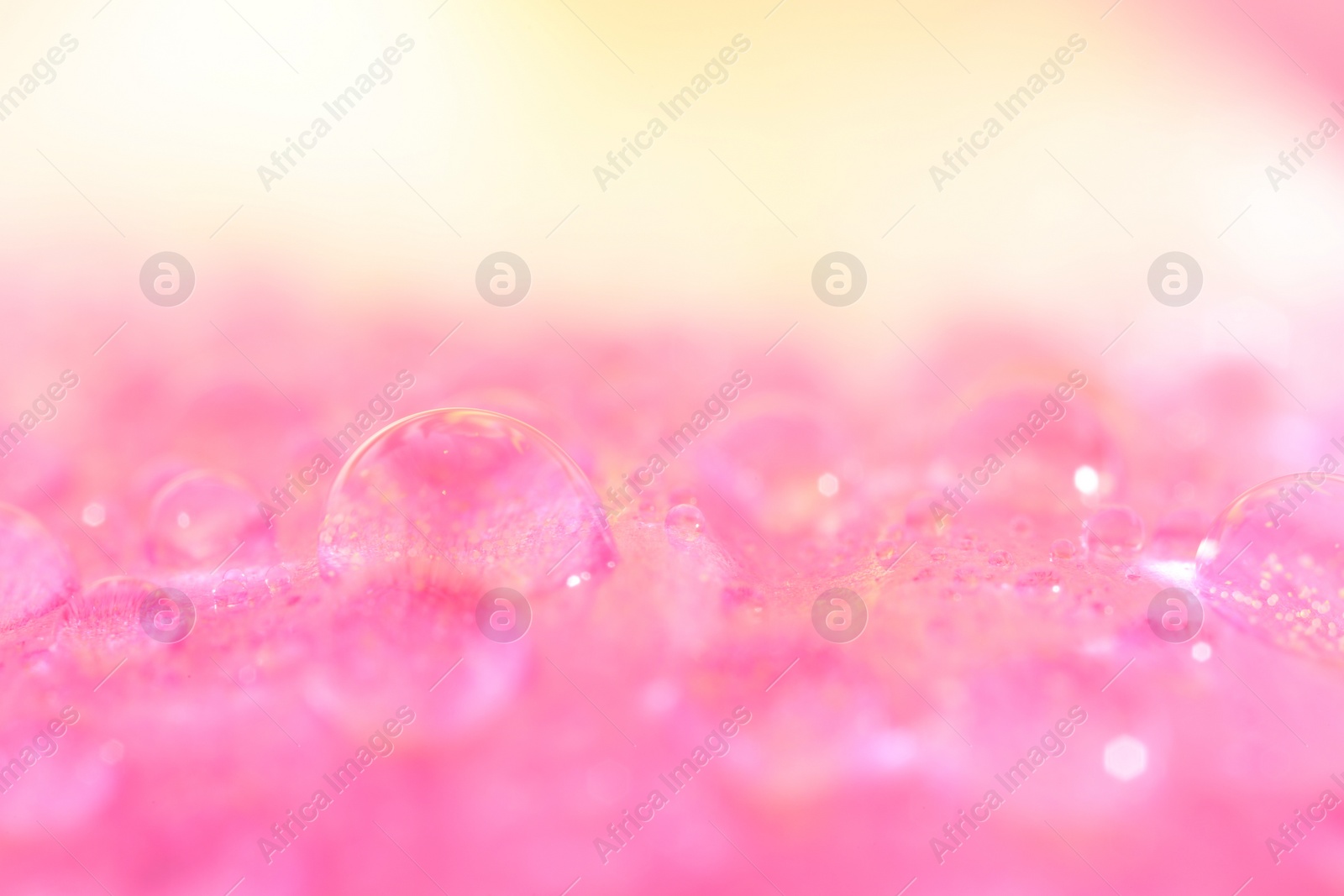Photo of Beautiful flower with water drops on blurred background, macro view
