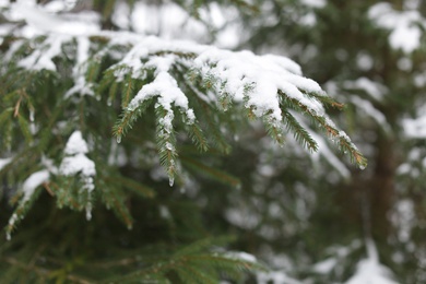 Photo of View of conifer tree branches covered with snow in forest