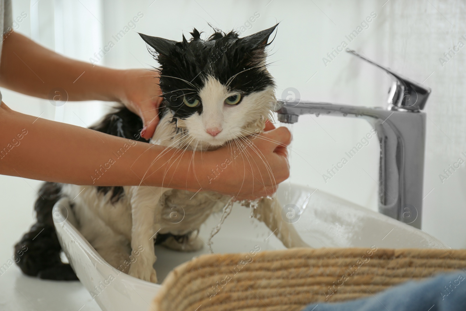 Photo of Woman washing her cat in bathroom, closeup