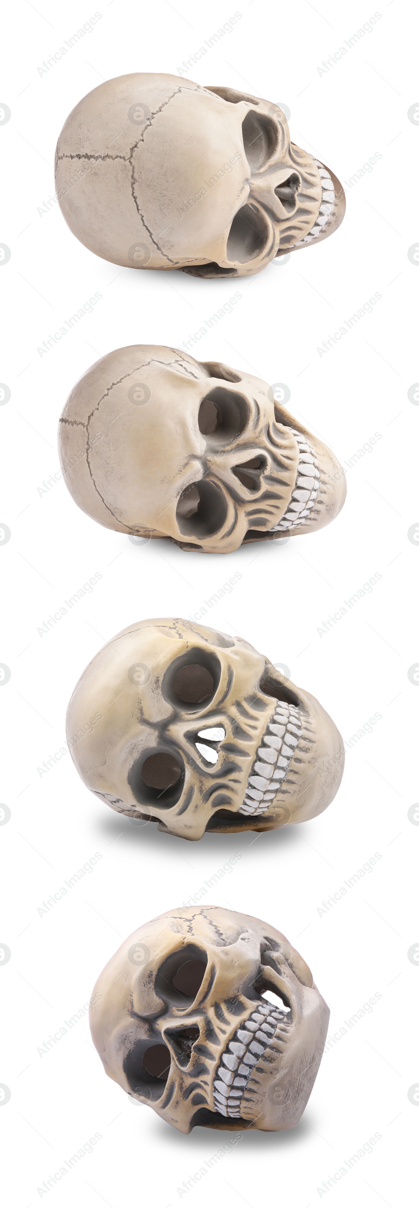 Image of Set with models of human skull on white background. Vertical banner design