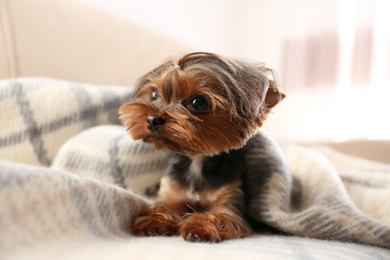 Photo of Cute Yorkshire terrier dog covered with plaid on sofa