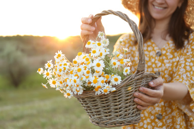 Photo of Woman with wicker basket full of chamomiles outdoors, closeup