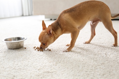 Photo of Adorable Chihuahua dog near feeding bowl on carpet indoors