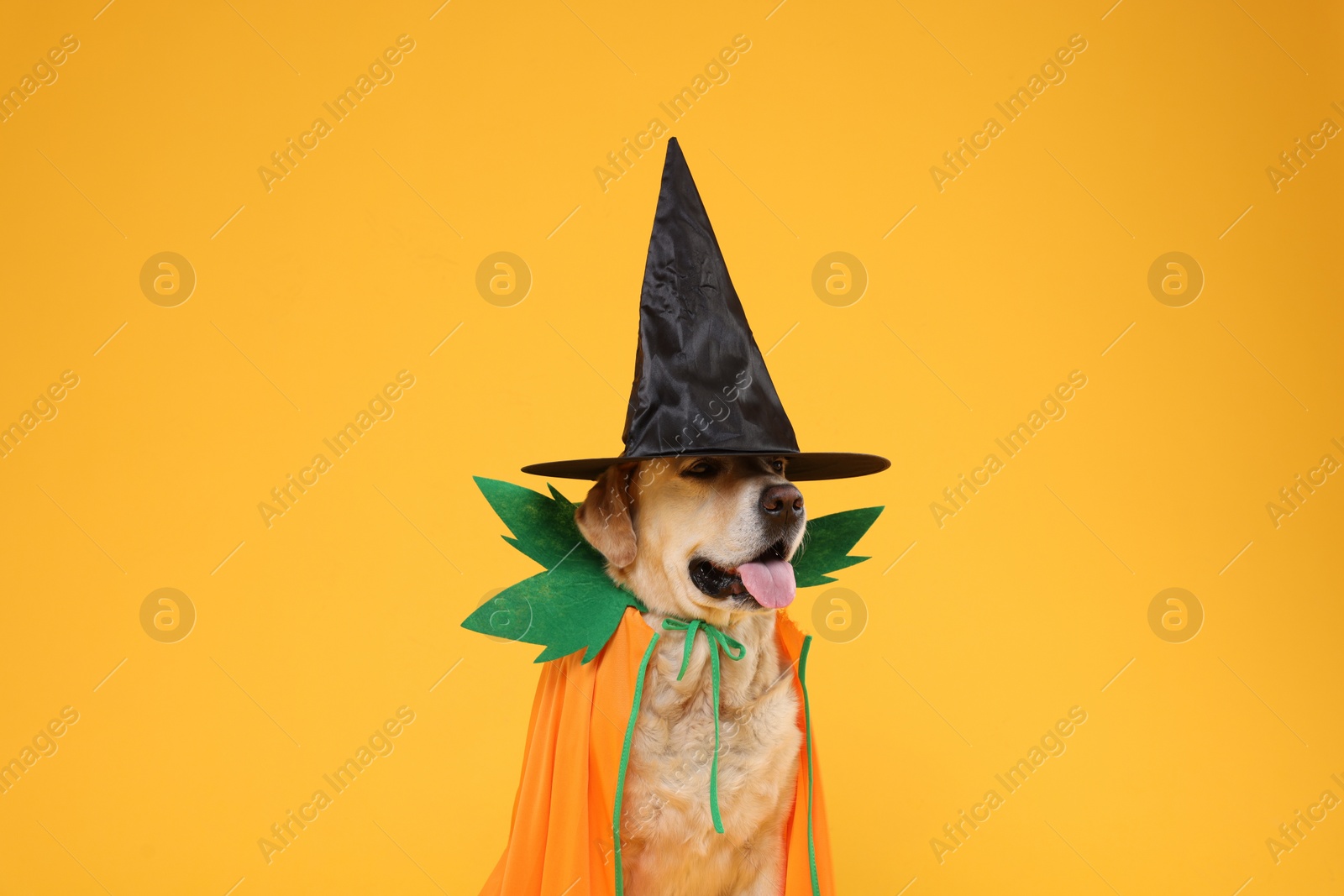 Photo of Cute Labrador Retriever dog in Halloween costume on orange background