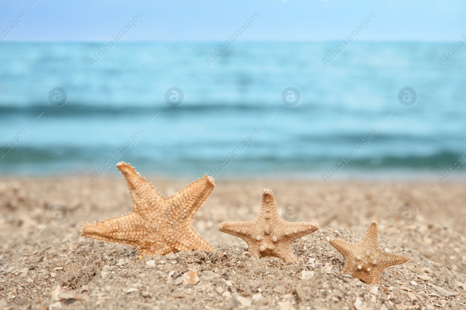 Photo of Beautiful starfishes on sand near sea, space for text. Beach object