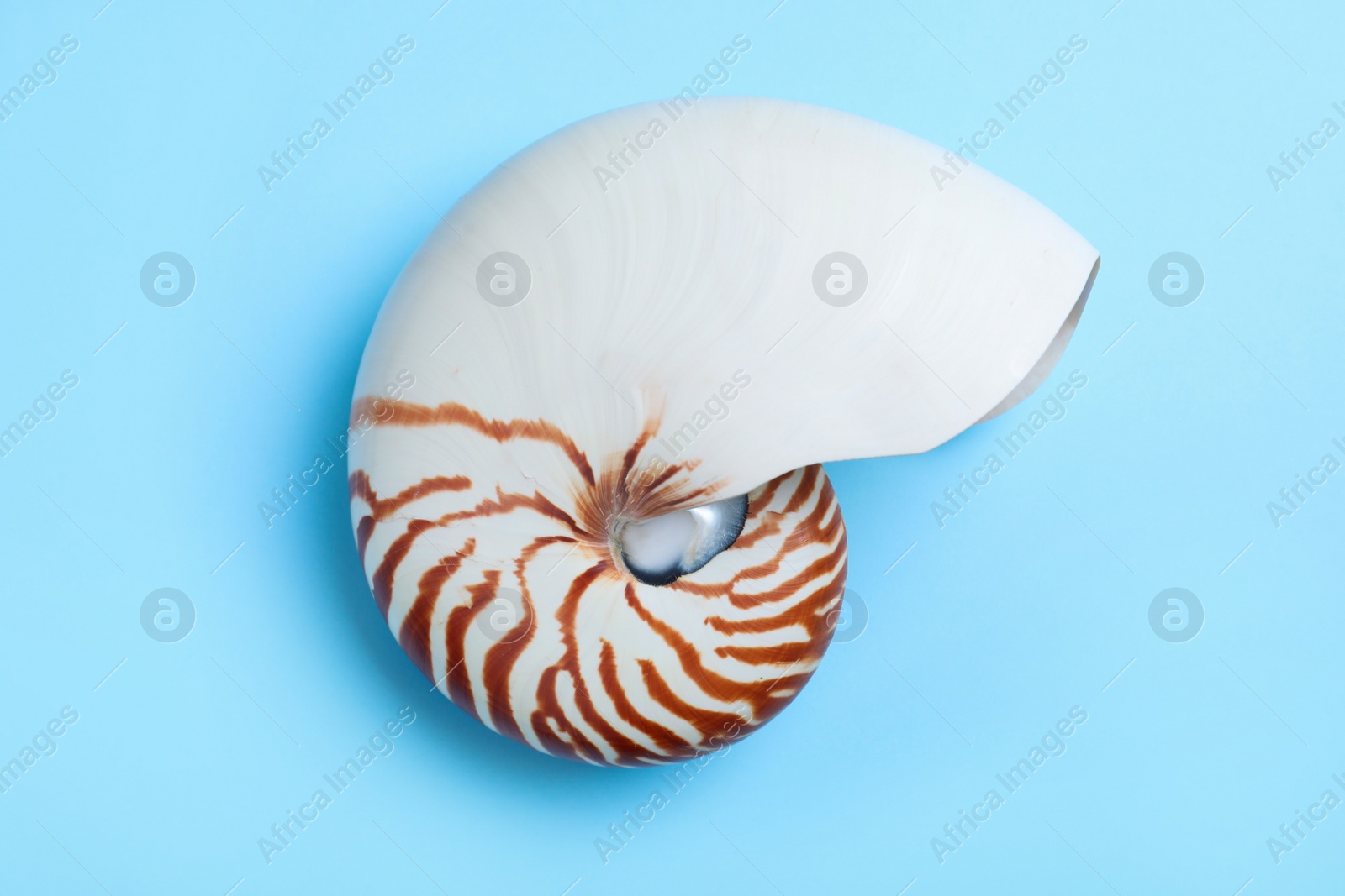 Photo of Nautilus shell on light blue background, top view