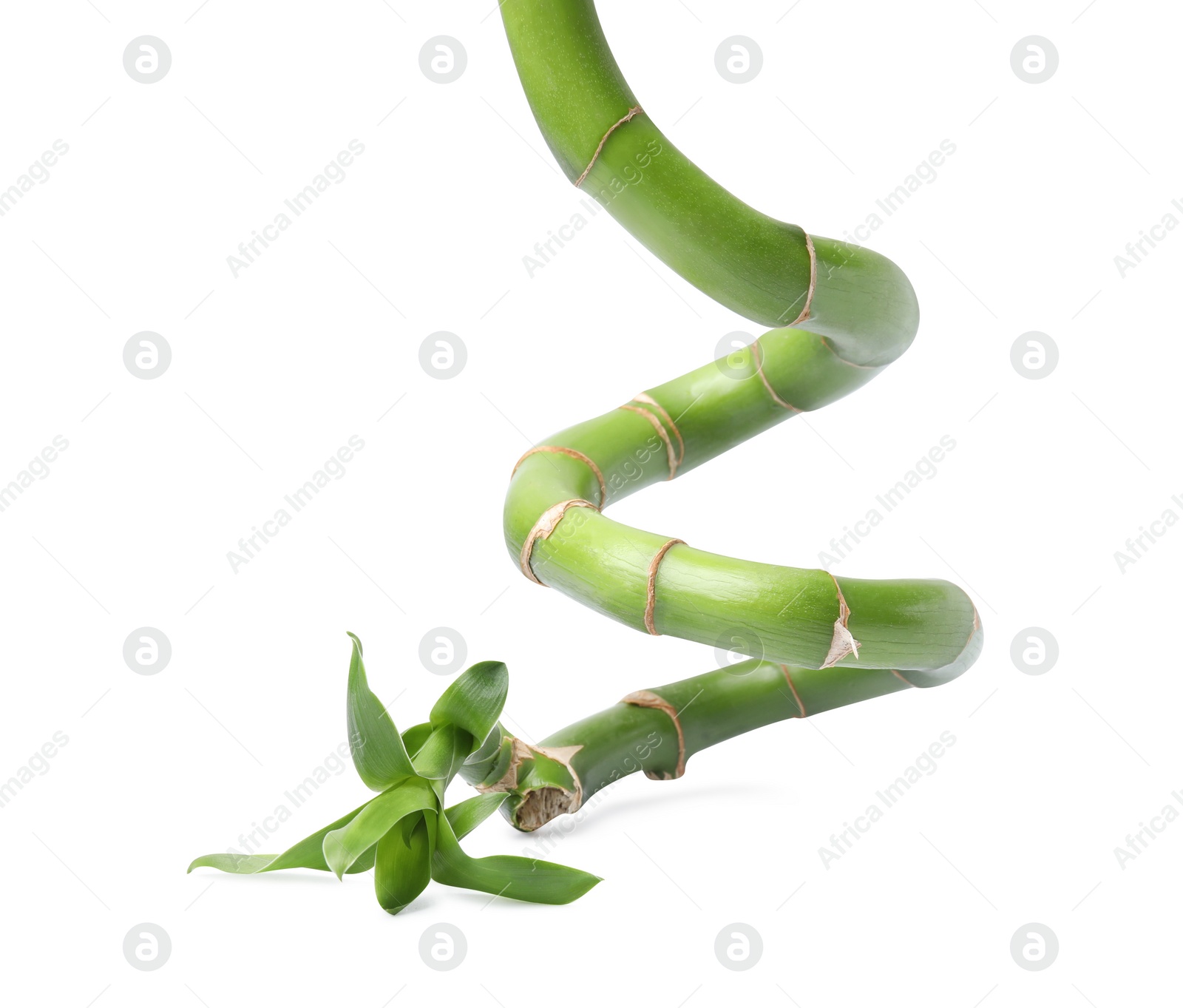 Photo of Beautiful green bamboo stem with leaves on white background