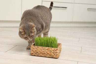Cute cat near fresh green grass on floor indoors