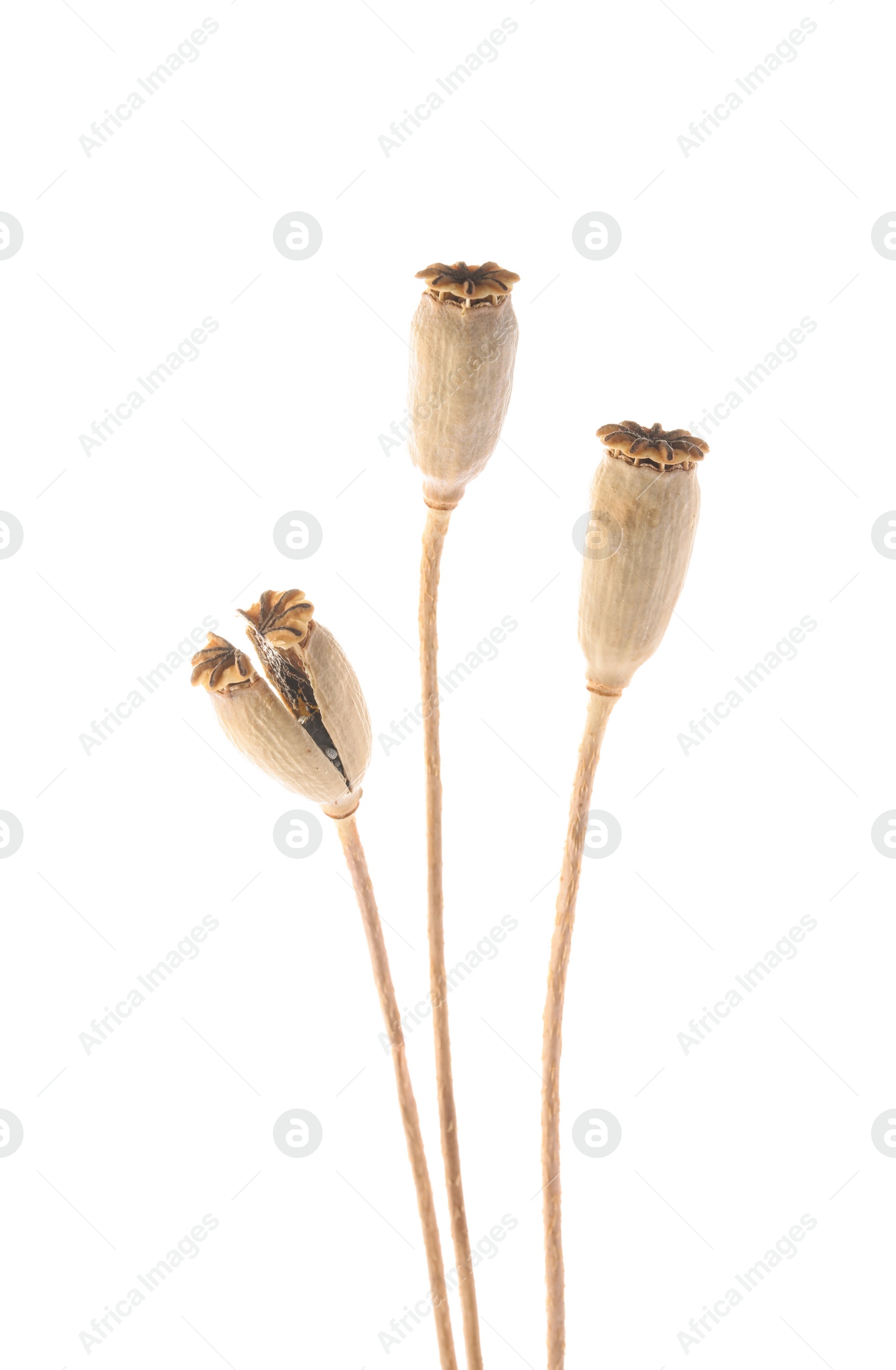 Photo of Dry poppy heads with seeds on white background