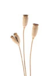 Dry poppy heads with seeds on white background