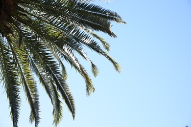 Photo of Beautiful palm tree with green leaves against clear sky, low angle view. Space for text