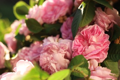 Photo of Beautiful pink tea roses outdoors, closeup view