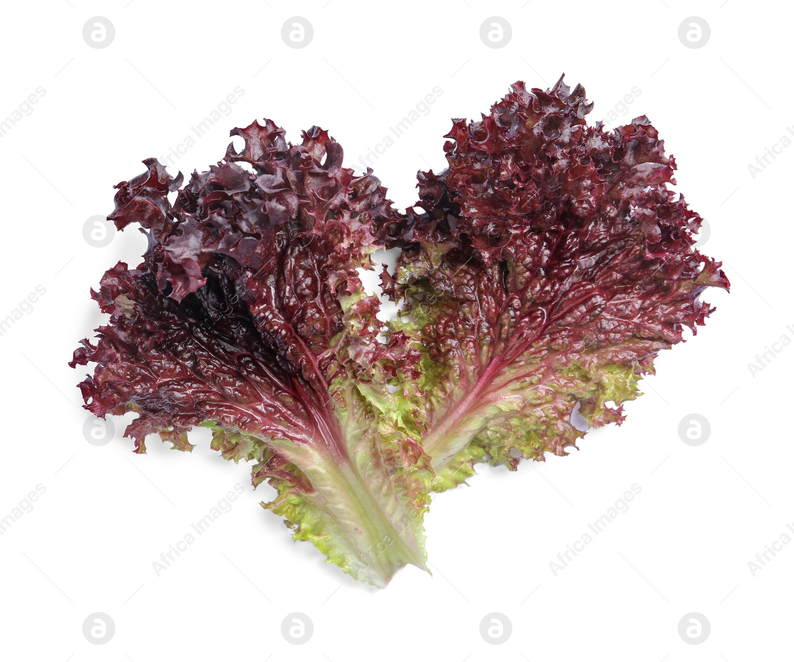 Photo of Leaves of fresh red coral lettuce isolated on white, top view