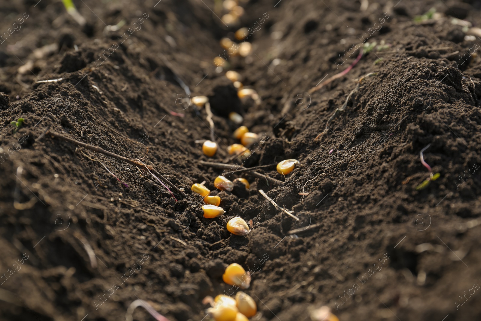 Photo of Corn seeds in fertile soil, closeup. Vegetables growing