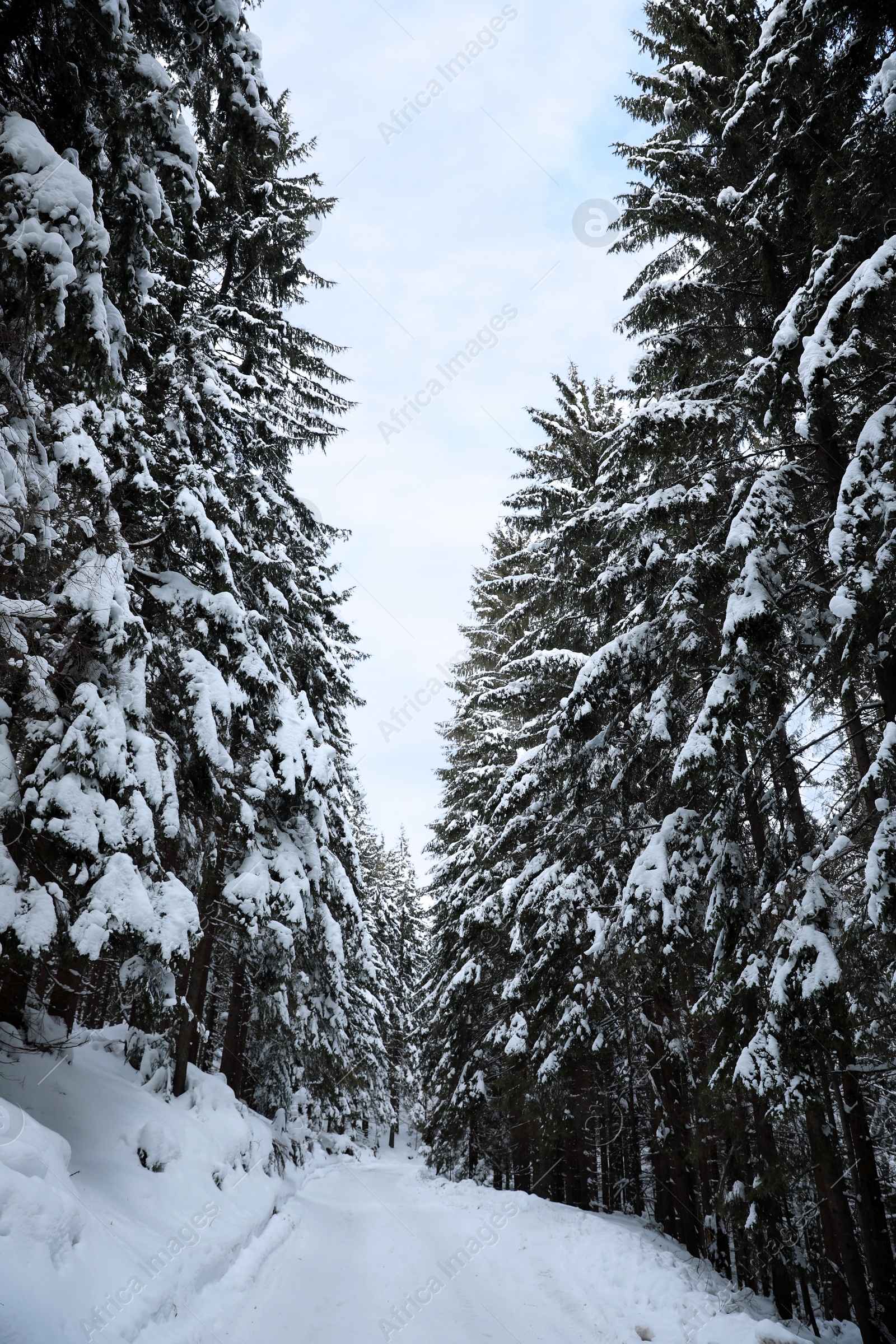 Photo of Picturesque view of snowy coniferous forest on winter day