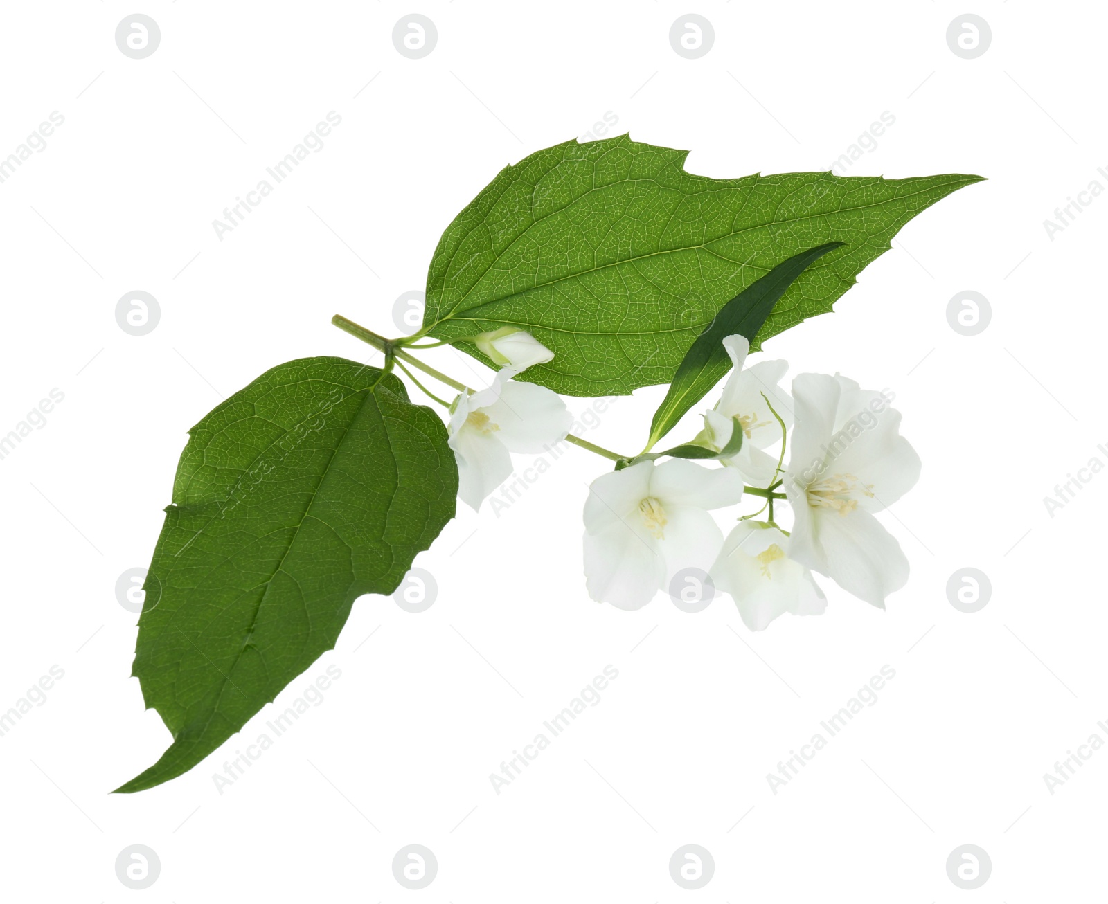 Photo of Branch of jasmine flowers and leaves isolated on white