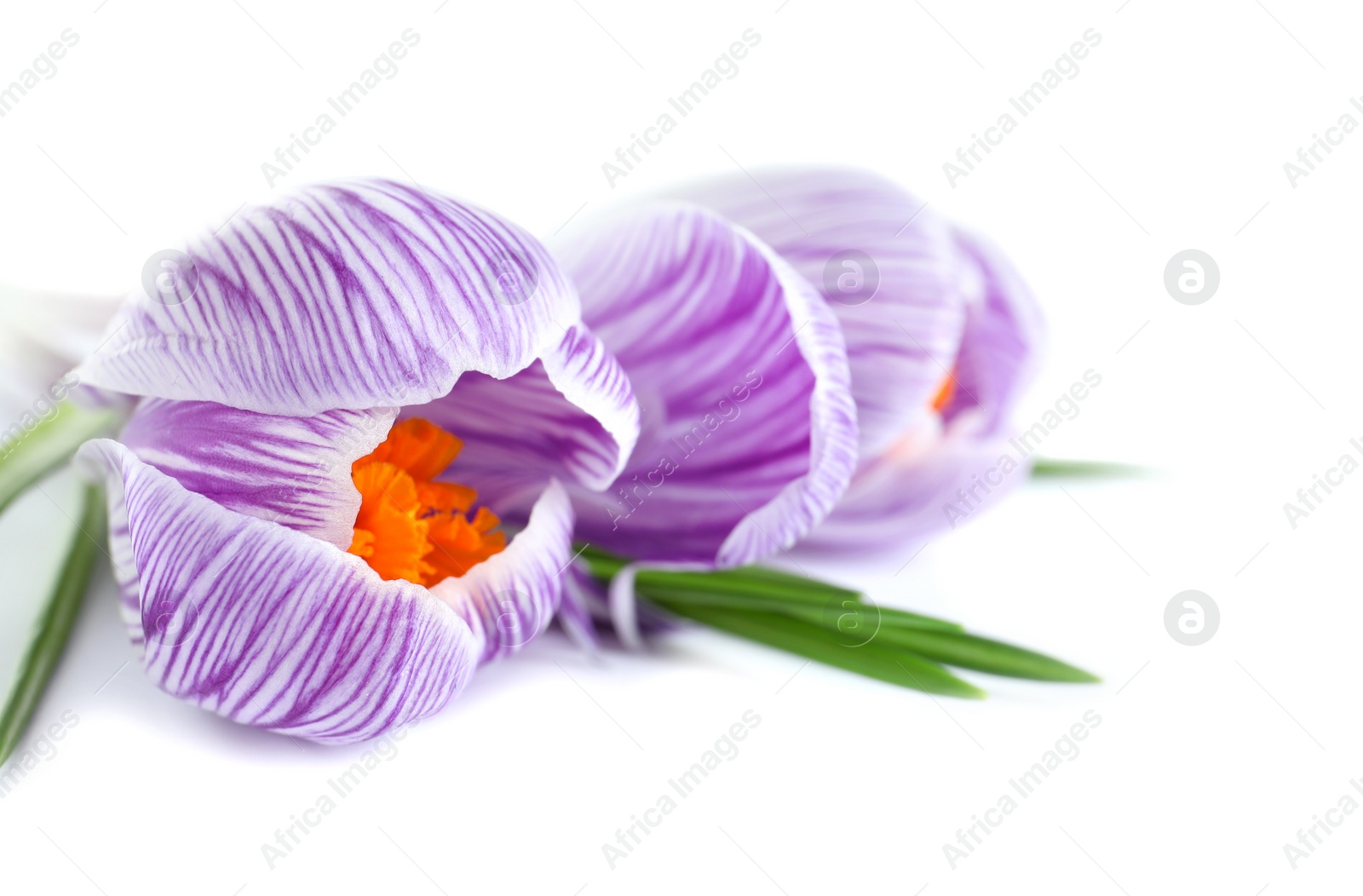 Photo of Beautiful spring crocus flowers on white background