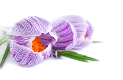 Photo of Beautiful spring crocus flowers on white background