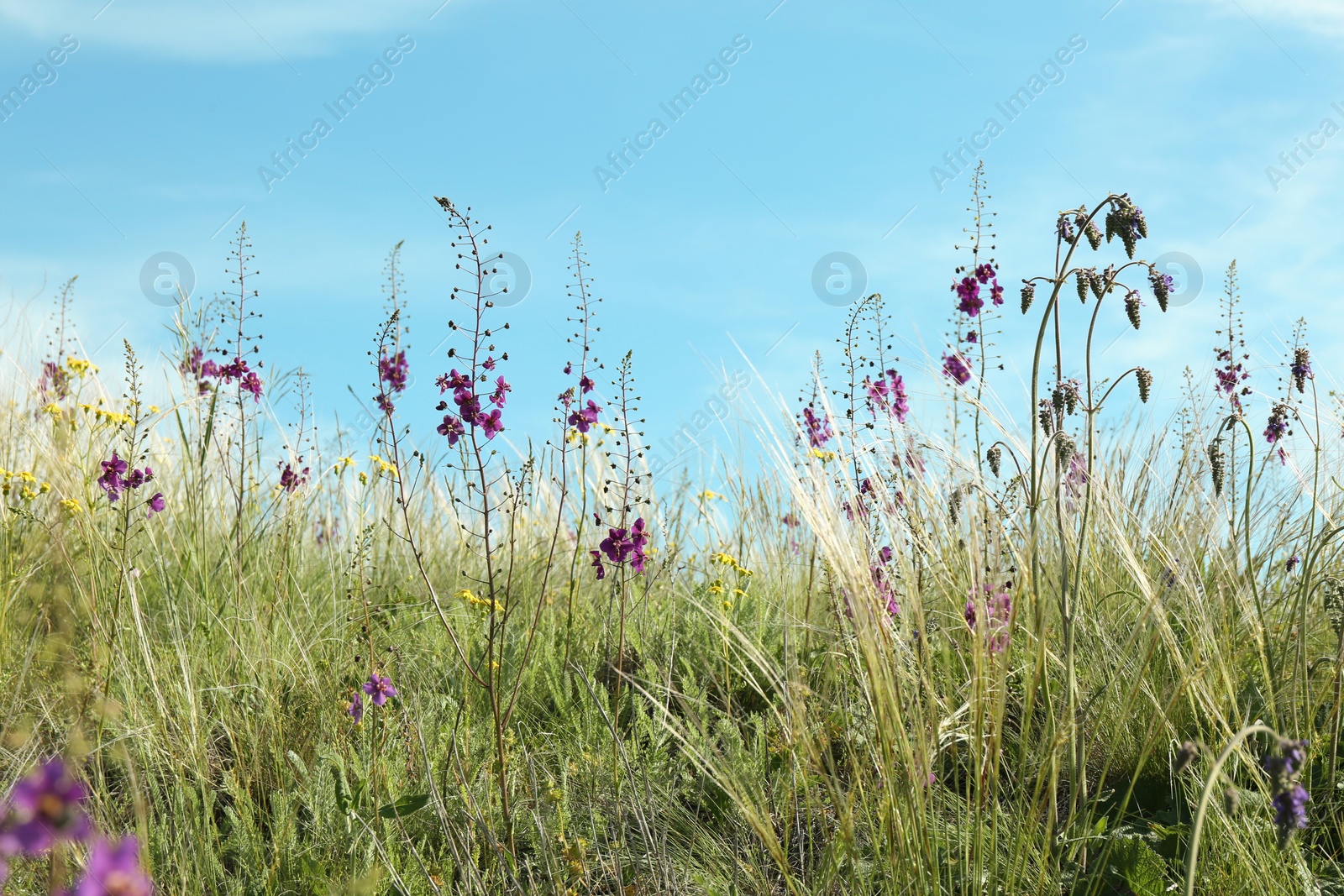 Photo of Beautiful flowers growing in meadow on sunny day