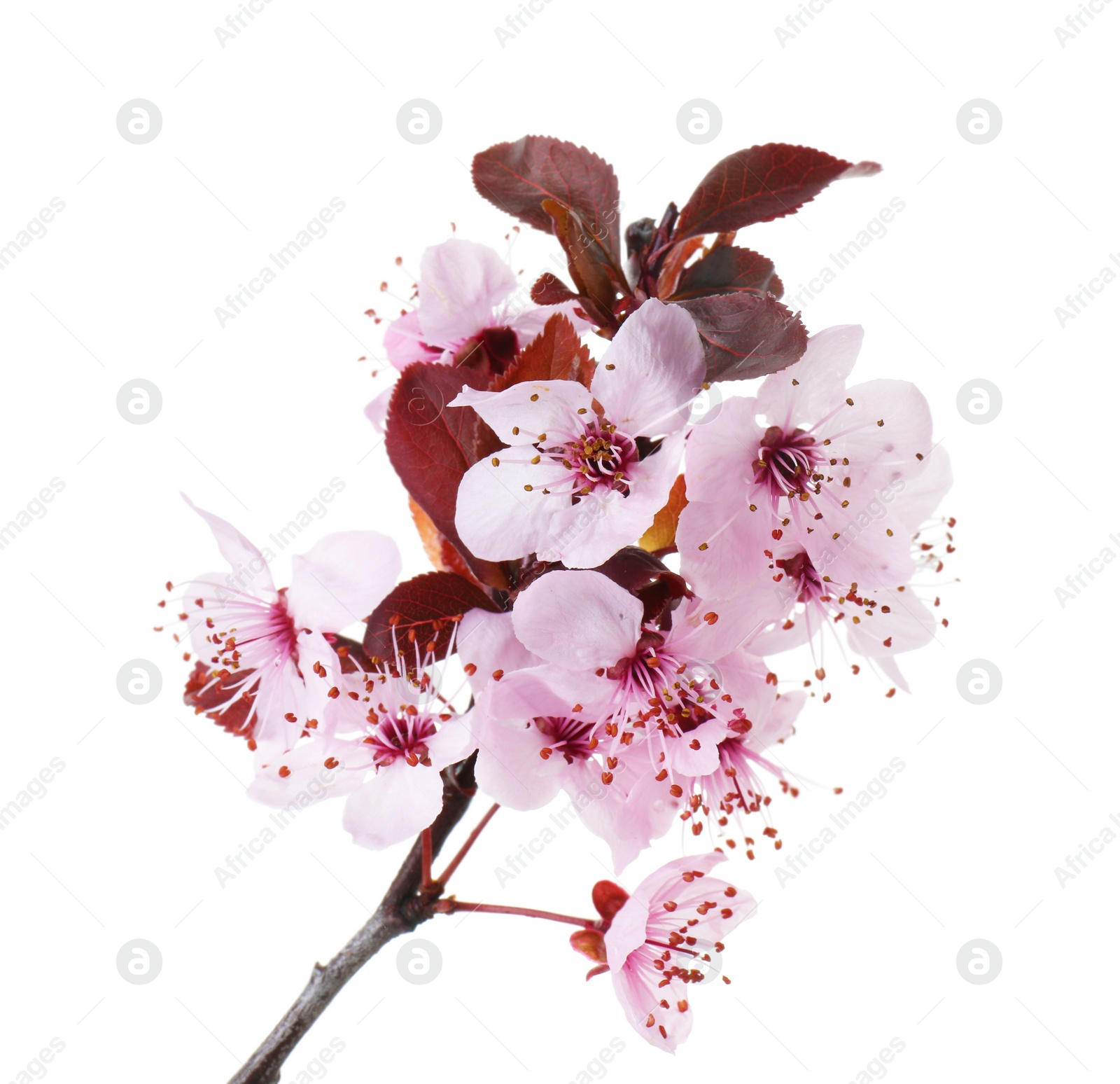 Photo of Spring tree branch with beautiful blossoms isolated on white