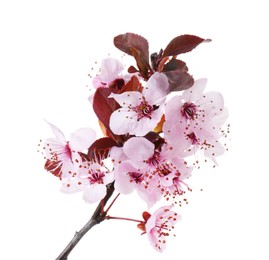 Spring tree branch with beautiful blossoms isolated on white