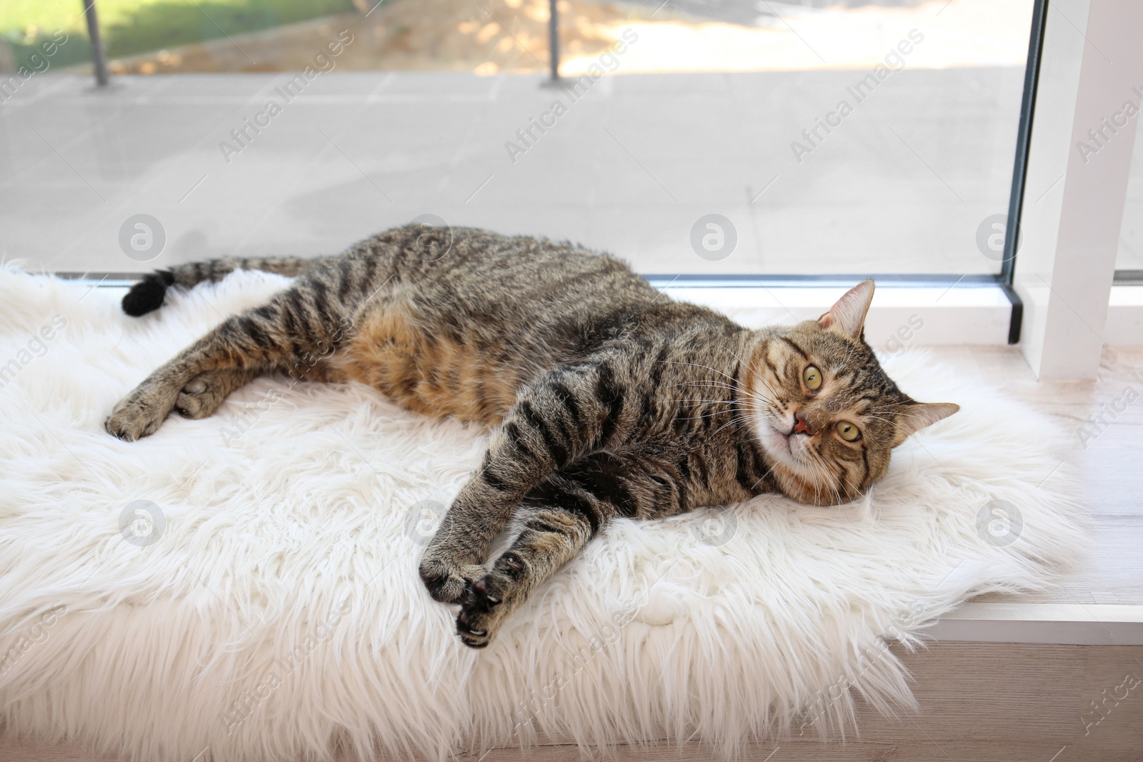 Photo of Cute cat resting on fuzzy blanket at home