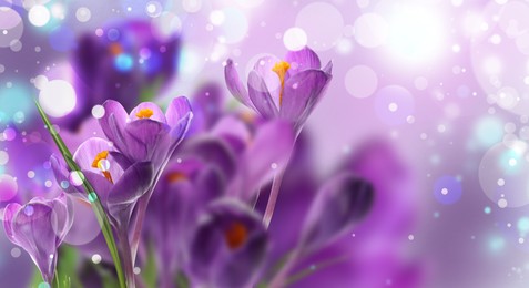 Beautiful spring crocus flowers outdoors, closeup. Banner design 