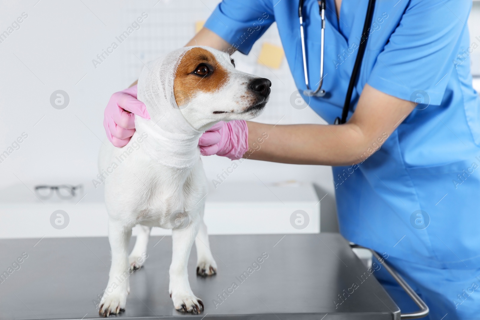 Photo of Veterinarian applying bandage onto dog's head at table in clinic, closeup