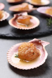 Photo of Delicious fried scallop in shell on grey table, closeup