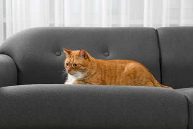 Cute ginger cat lying on sofa at home