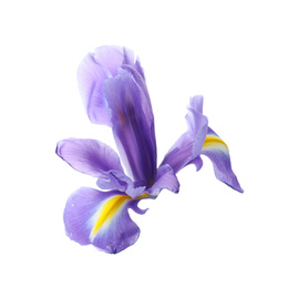 Photo of Beautiful iris isolated on white, closeup. Spring flower