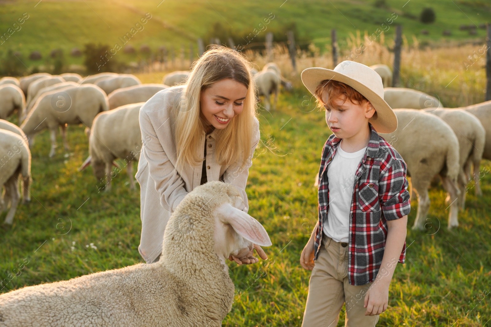 Photo of Mother and son feeding sheep on pasture. Farm animals